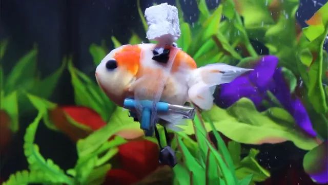 金鱼患上鱼鳔失调症，没有办法正常游，主人为其特制“水下轮椅”