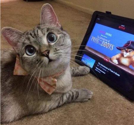 如何看出猫是否觉得你重要,对猫说话的重要性