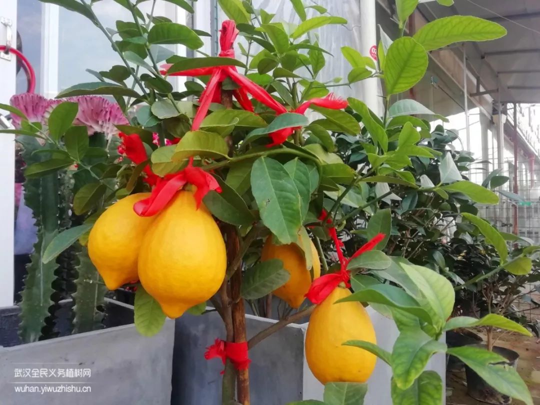 园艺沙龙|前方高能！一大波人相约逛花市，究竟淘了些啥？