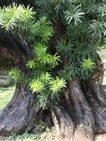 价值千万的盆景都有什么 (1000万元以上映山红盆景)