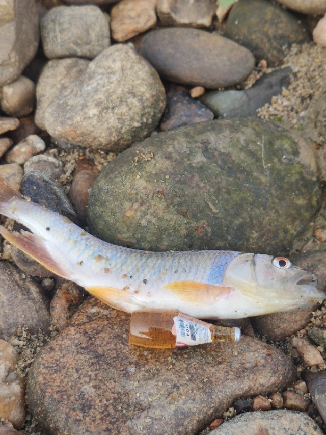 路亚白条冬天马口在浅水还是深水,微物路亚实战钓白条