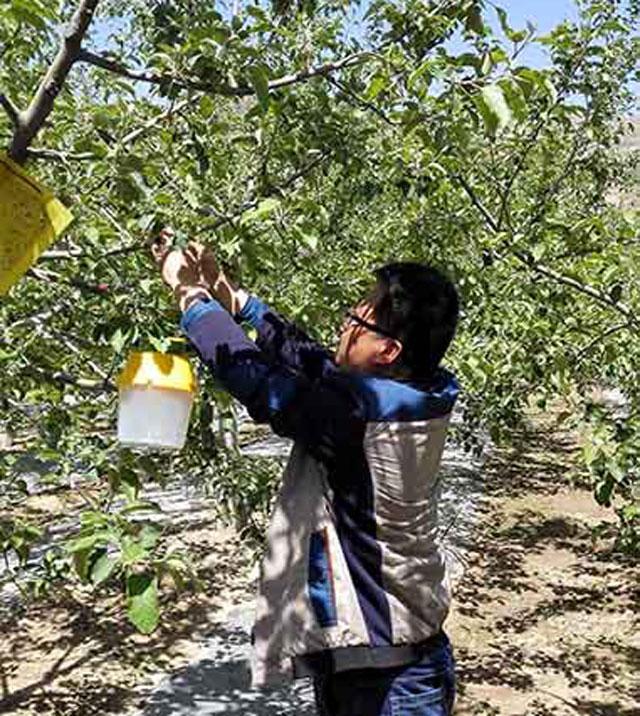 苹果小卷叶蛾怎么治疗,苹果小卷叶蛾的防治方法