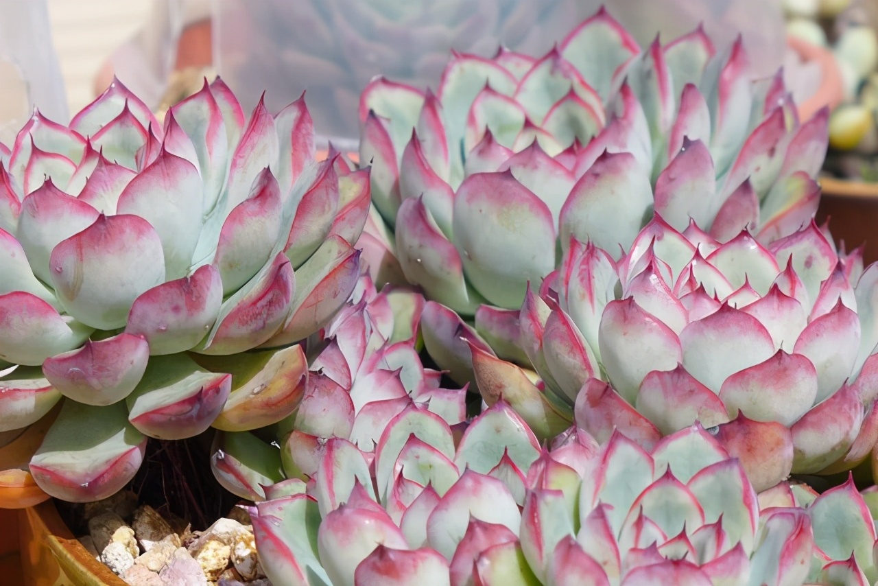 多肉轻微徒长能拯救吗,多肉爆崽怎样才能快速长大