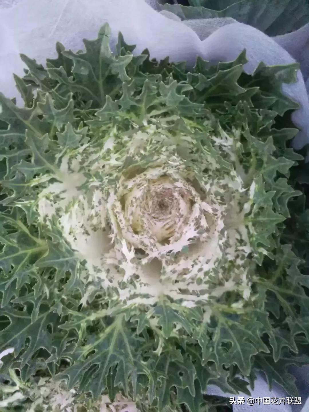 春天花市有哪些花材,便宜又大把的花材有哪些