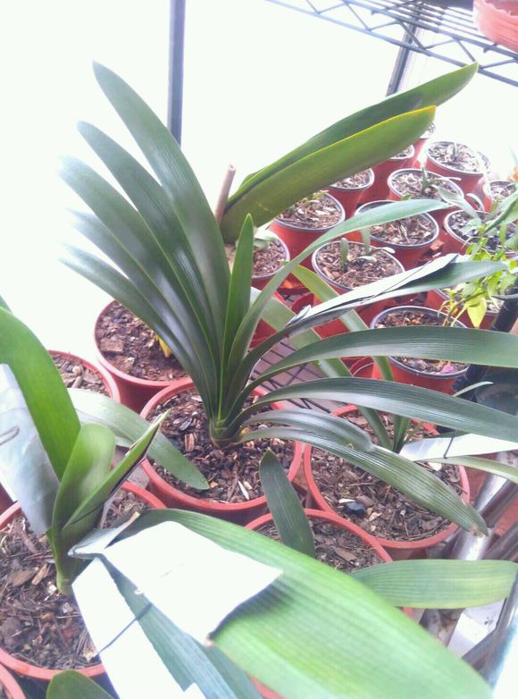 养君子兰二十年心得,养君子兰基本常识