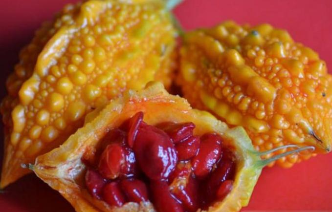 中国本地老品种苦瓜,苦瓜的新品种