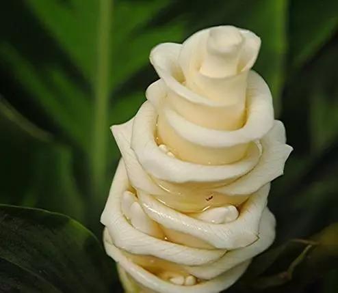 世界上有多少种花朵罕见 (最罕见的十大花朵排行榜)