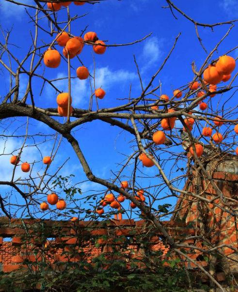 柿子代表着事事如意图片,摆放柿子有什么讲究