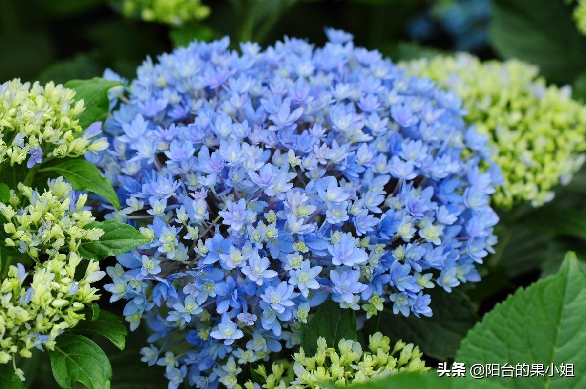 一年四季开花的绣球名字,6个颜色的绣球一起种