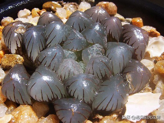 如何把多肉玉露养光滑,多肉姬玉露用什么土养