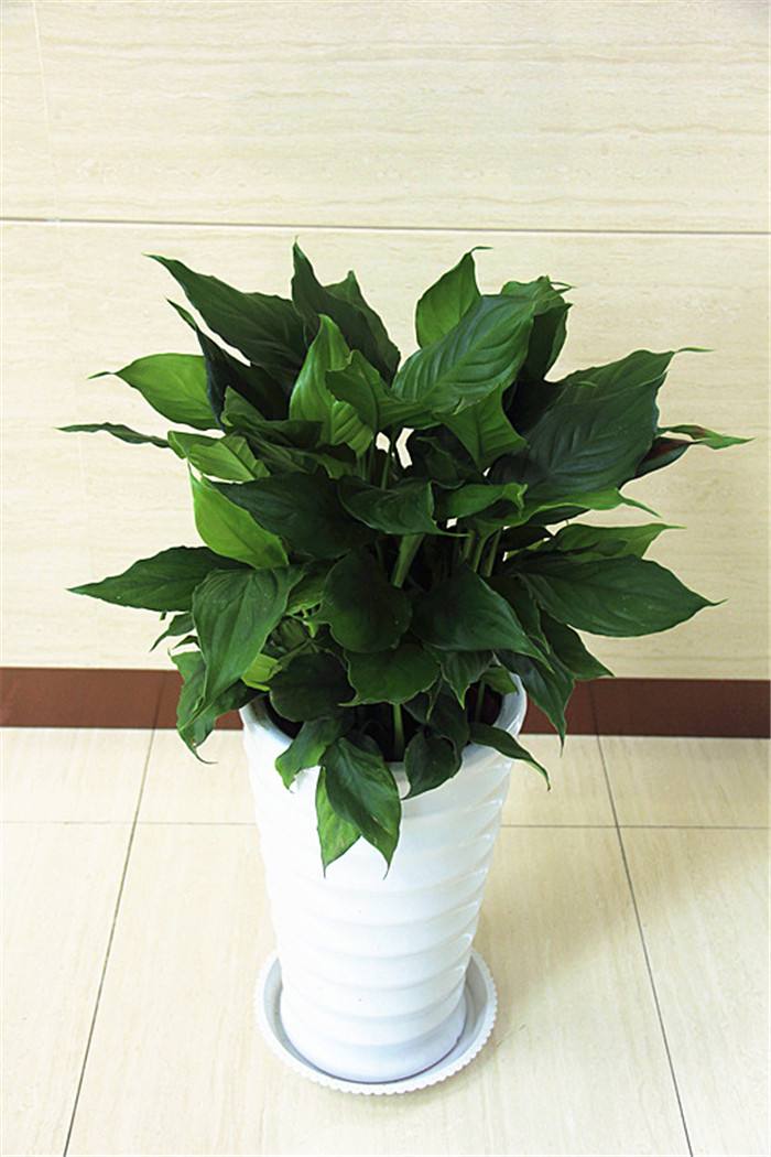 适合客厅养的十种花,客厅最好养的10种花排名