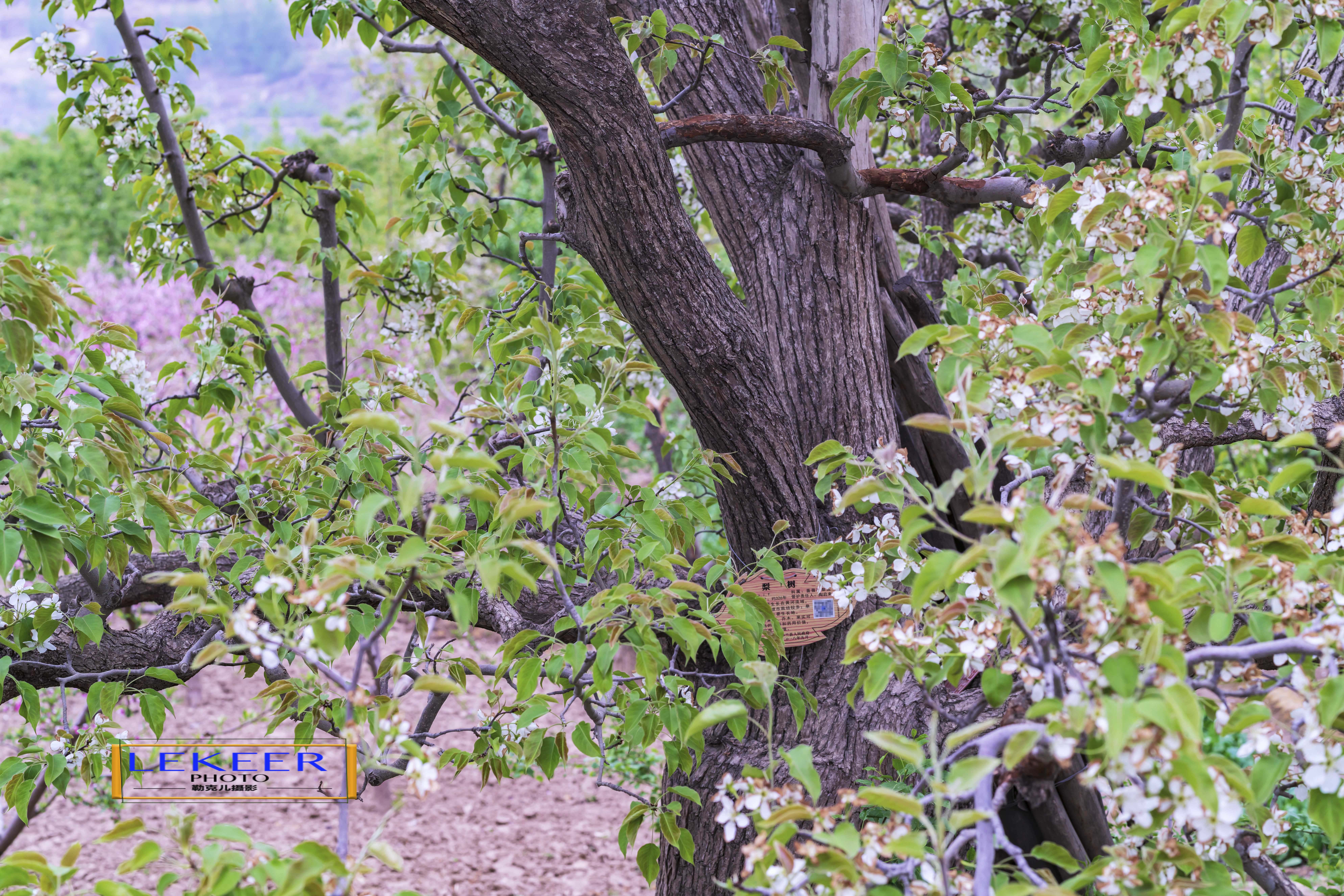 大西北戈壁滩怎么形成的,我国西北地区大戈壁滩形成原因