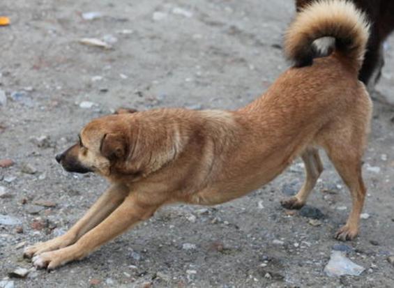养狗九年狗狗不生病的秘密,养狗八年才知道的狗狗小秘密