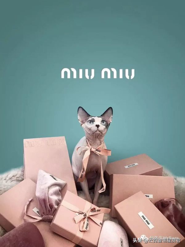 非常好看的宠物包,大家的包都带什么玩偶