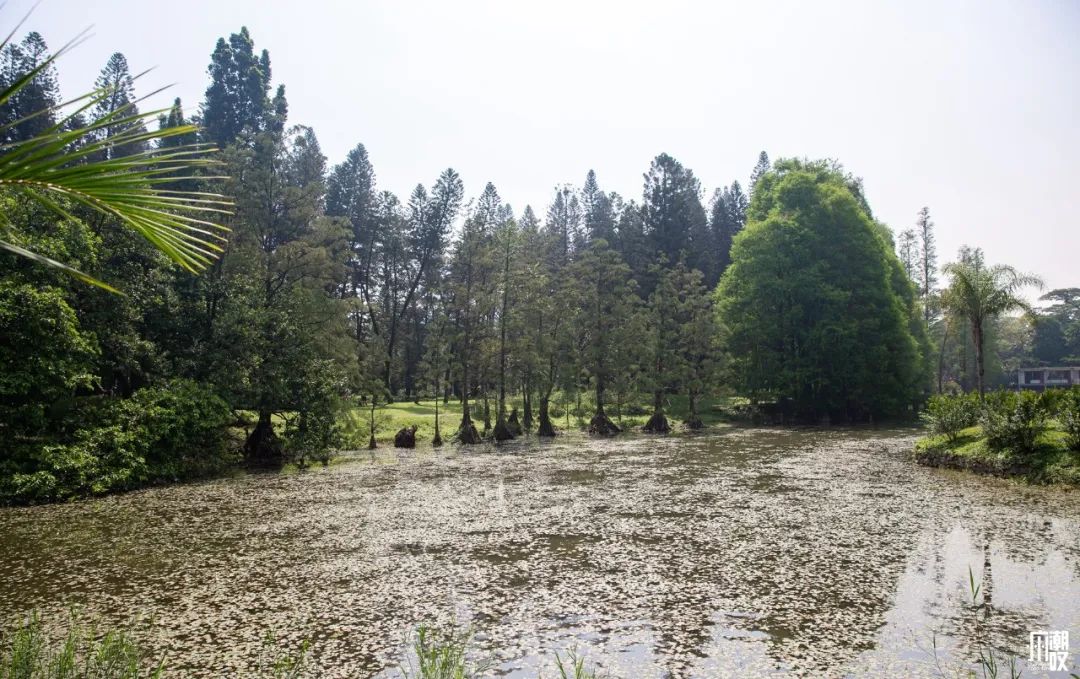 300+万㎡原始森林秘境，天河就有