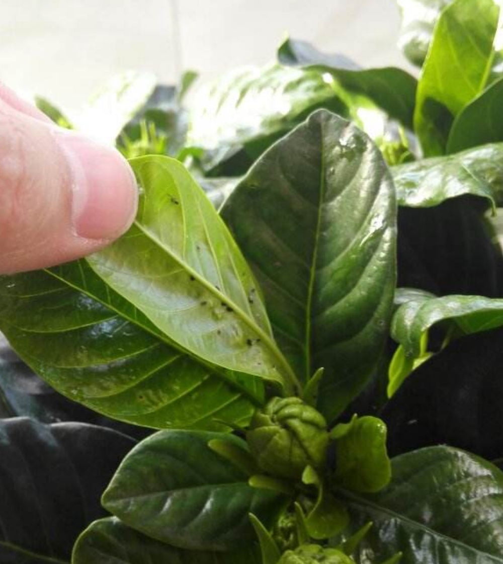 家里花卉小虫子怎么消灭,家里种的花小虫子怎么除