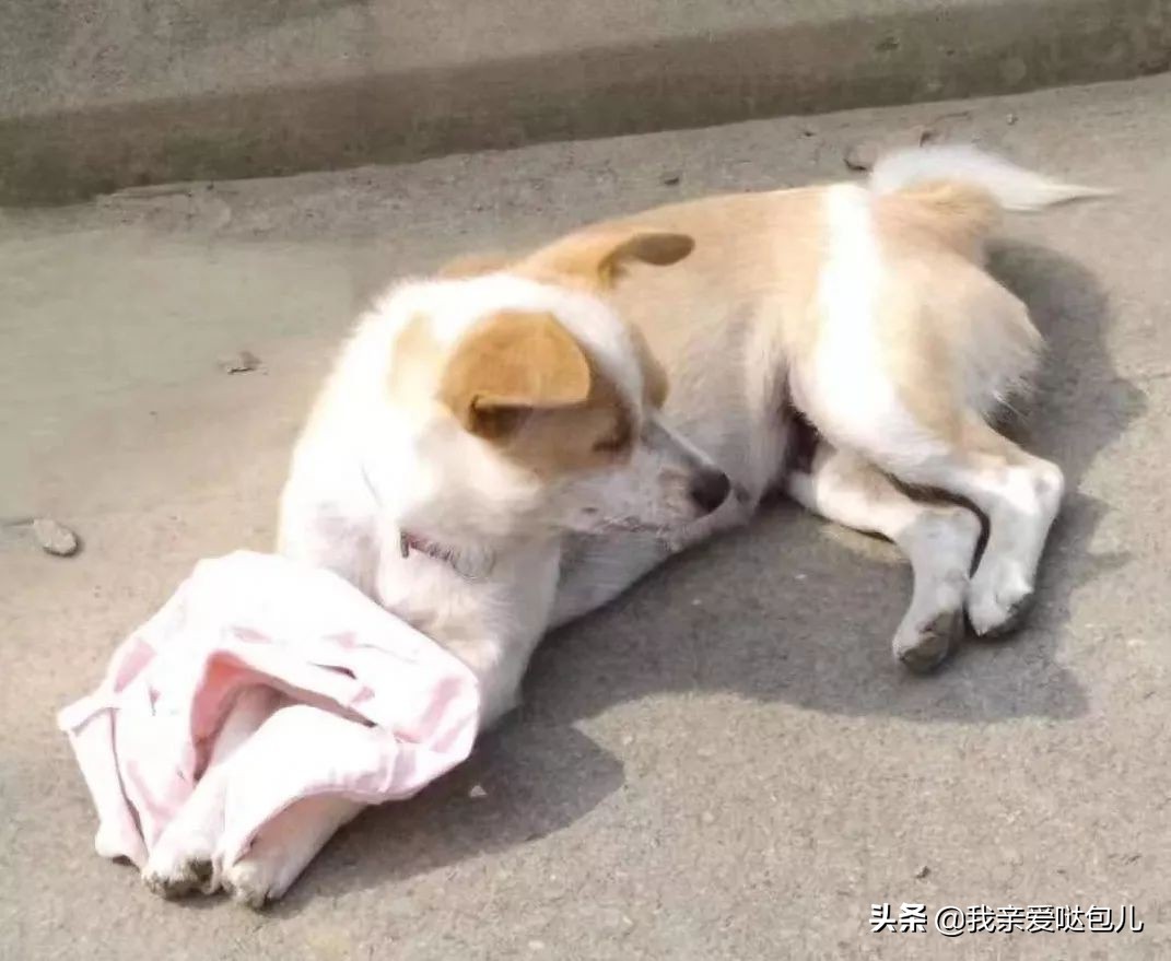 被全网通缉的狗,全网通缉的狗是谁