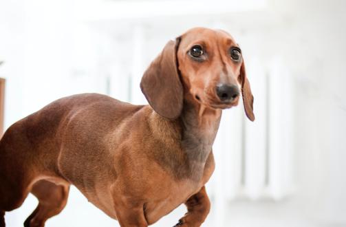 「护理」狗子来了大姨妈怎么办？