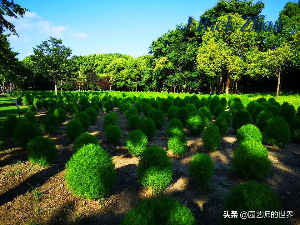 红色地肤草的种植方法,红地肤怎么养