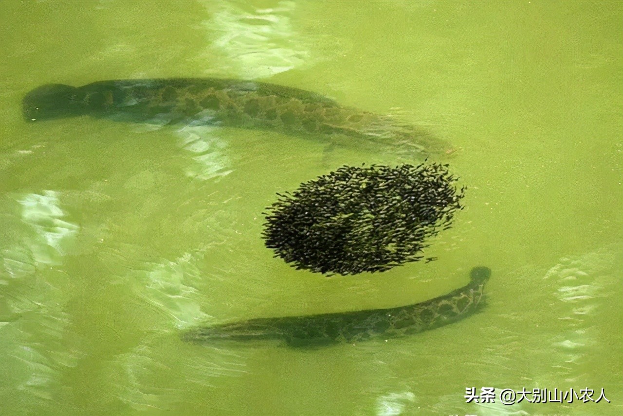 <html>
<head><title>502BadGateway</title></head>
<body>
<center><h1>502BadGateway</h1></center>
<hr><center>nginx</center>
</body>
</html>
<!--apaddingtodisableMSIEandChromefriendlyerrorpage-->
<!--apaddingtodisableMSIEandChromefriendlyerrorpage-->
<!--apaddingtodisableMSIEandChromefriendlyerrorpage-->
<!--apaddingtodisableMSIEandChromefriendlyerrorpage-->
<!--apaddingtodisableMSIEandChromefriendlyerrorpage-->
<!--apaddingtodisableMSIEandChromefriendlyerrorpage-->
