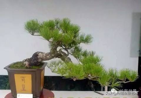 黑松嫁接的千寿松盆景的养殖方法,一棵黑松小苗怎样培养成苍老盆景