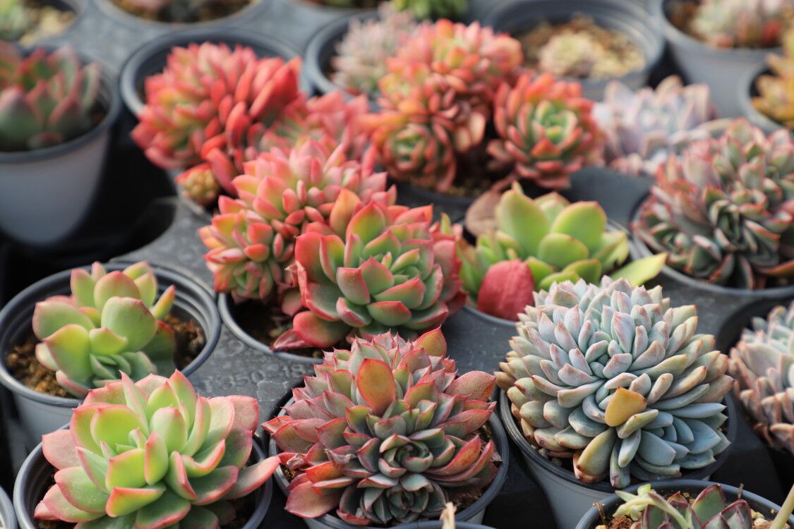 《看,这些不一样的女人》之——花房姑娘80后“慢悠妈妈”张莹的“多肉王国”