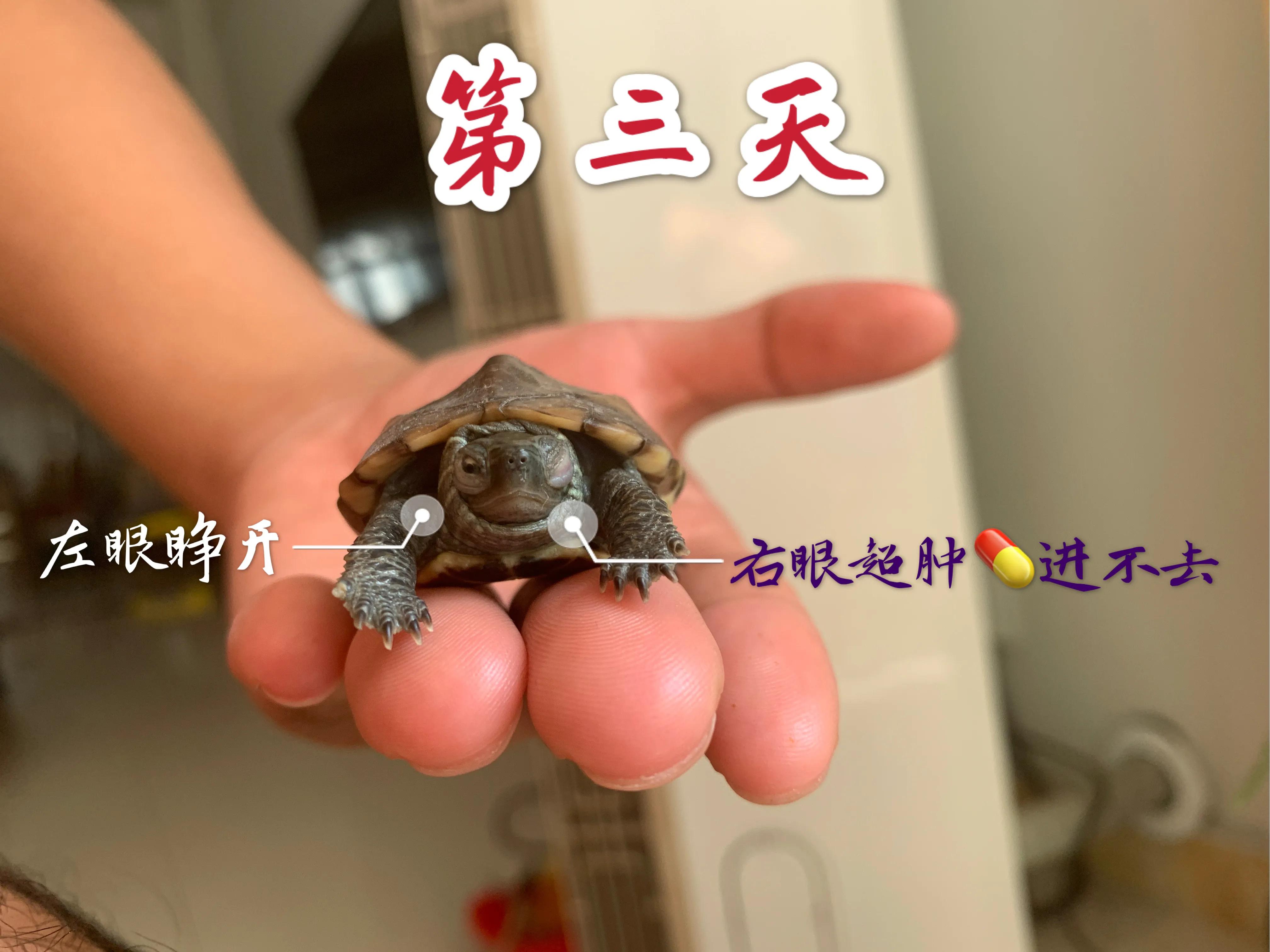 【养龟日记】乌龟白眼病🐢五天痊愈！