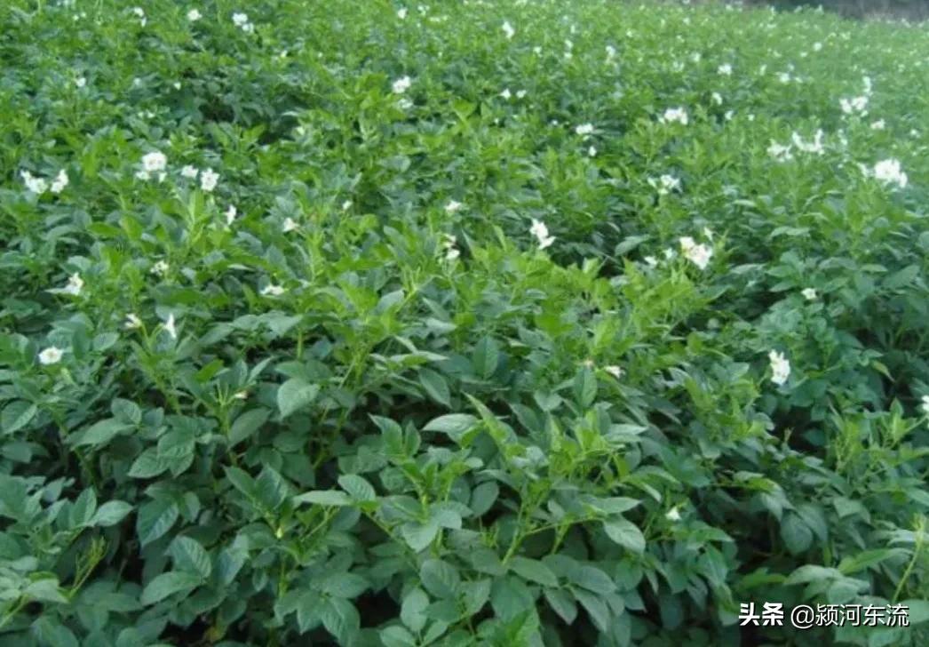 农村种植中药材哪些药材前景好,农村种植中药材