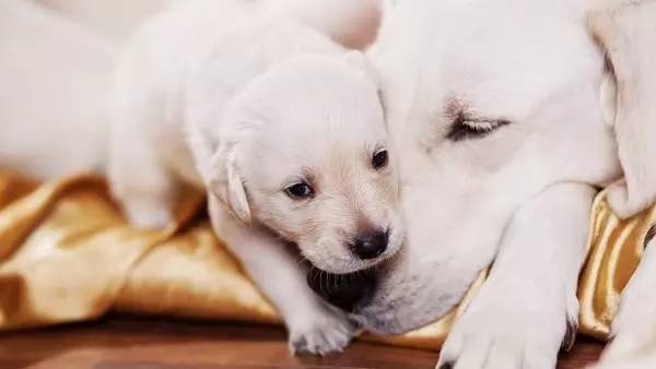 狗狗坐月子该注意什么,狗狗例假期间注意哪些