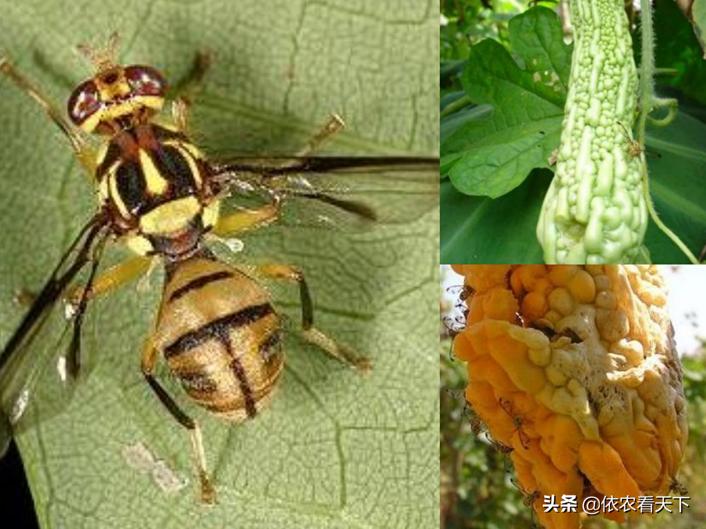 苦瓜病虫害防治全程管理方案推荐,苦瓜果蝇危害