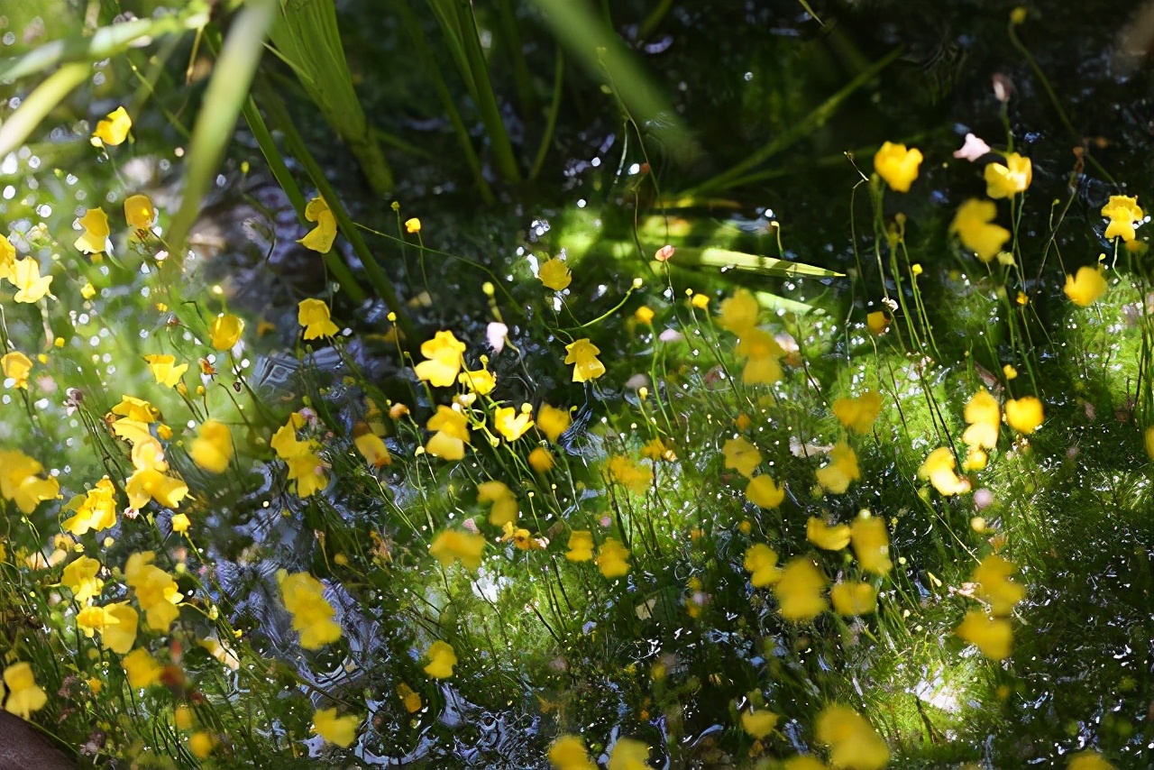 漂亮的水缸可以养什么植物,家里的大缸养鱼