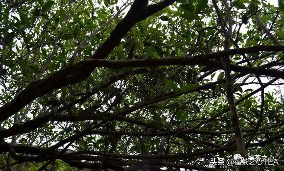 福建茶传说,福建水仙茶哪种最好