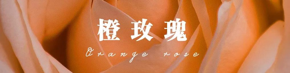 花店必备的5款玫瑰,花店最常用什么品种的玫瑰花