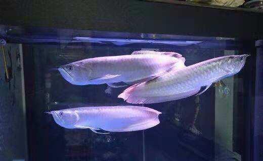 作为观赏鱼店老板,我最不喜欢哪几种购买观赏鱼的顾客?