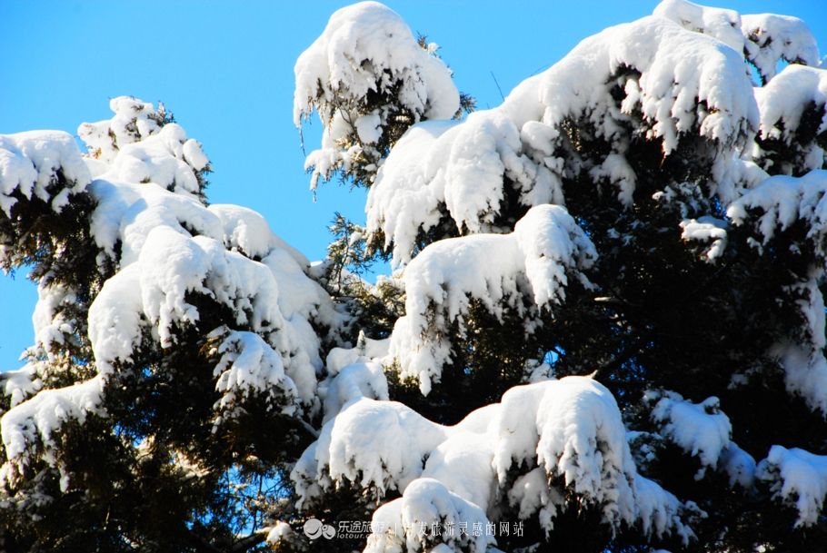 “岁寒三友”之松:大雪压青松,青松挺且直