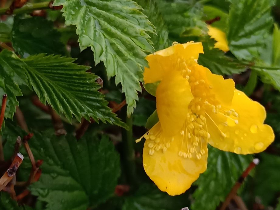 最喜欢在雨中徜徉的感觉,徜徉在雨中月季花海中