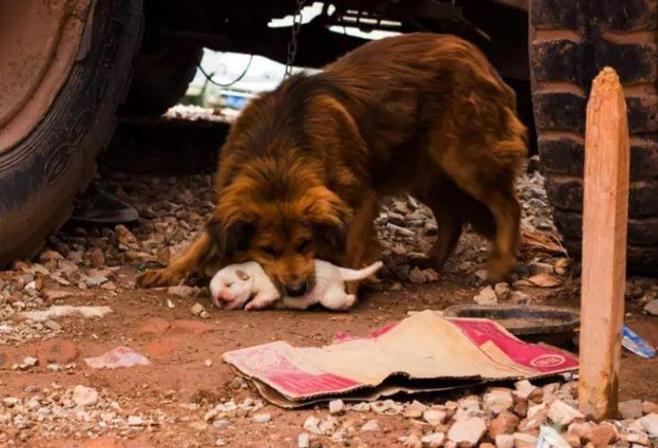 为什么母狗会咬死自己的幼崽,母狗为什么会咬死自己的孩子