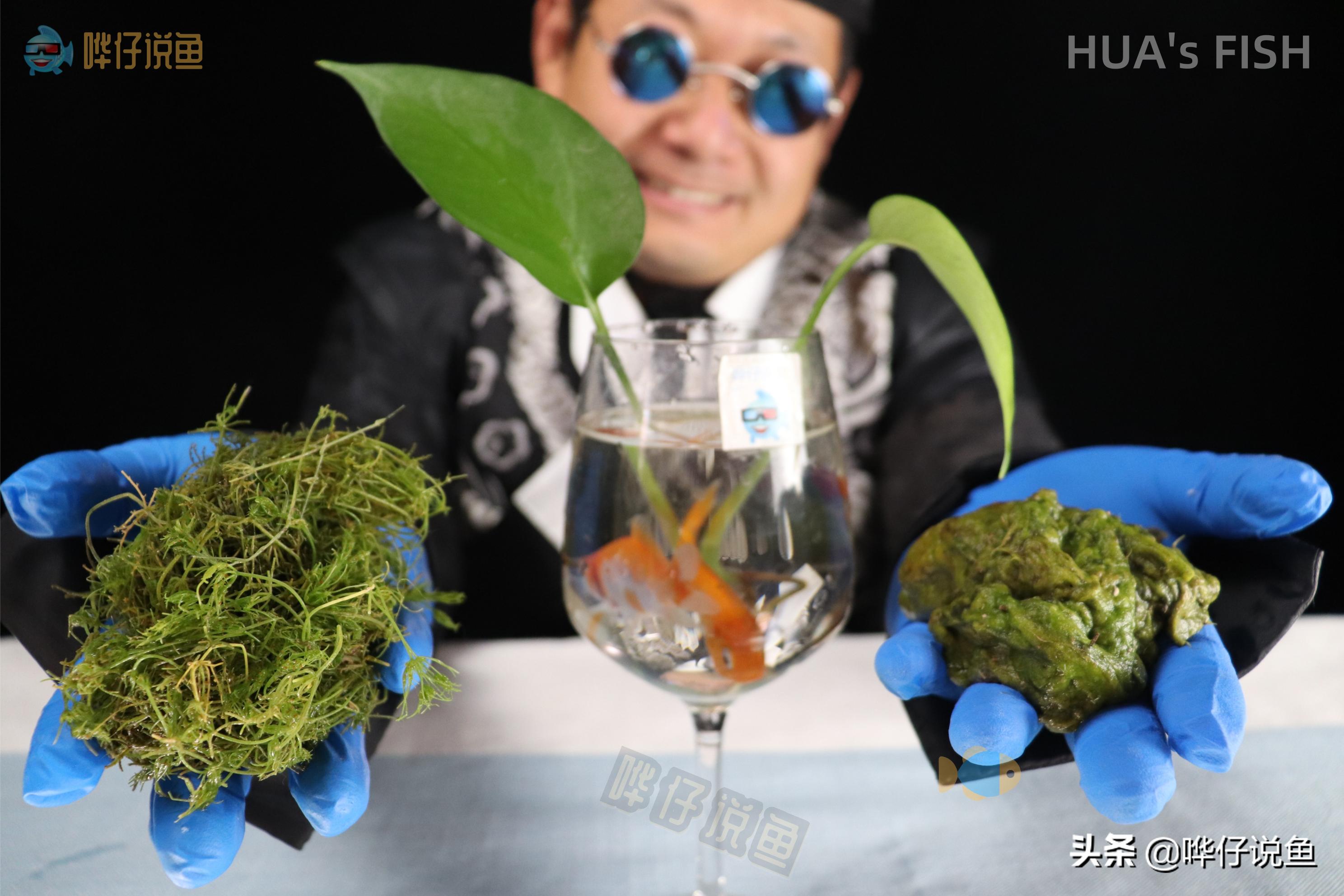 小鱼缸给鱼换水的正确方法,观赏鱼鱼缸换水正确方法