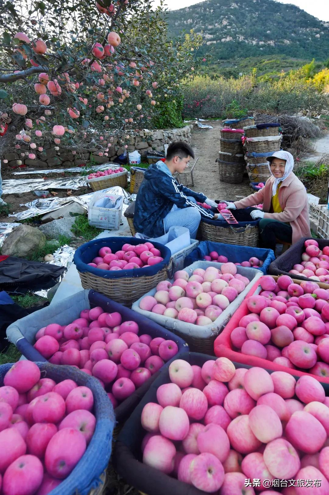 蓬莱美味,冬天蓬莱好吃的
