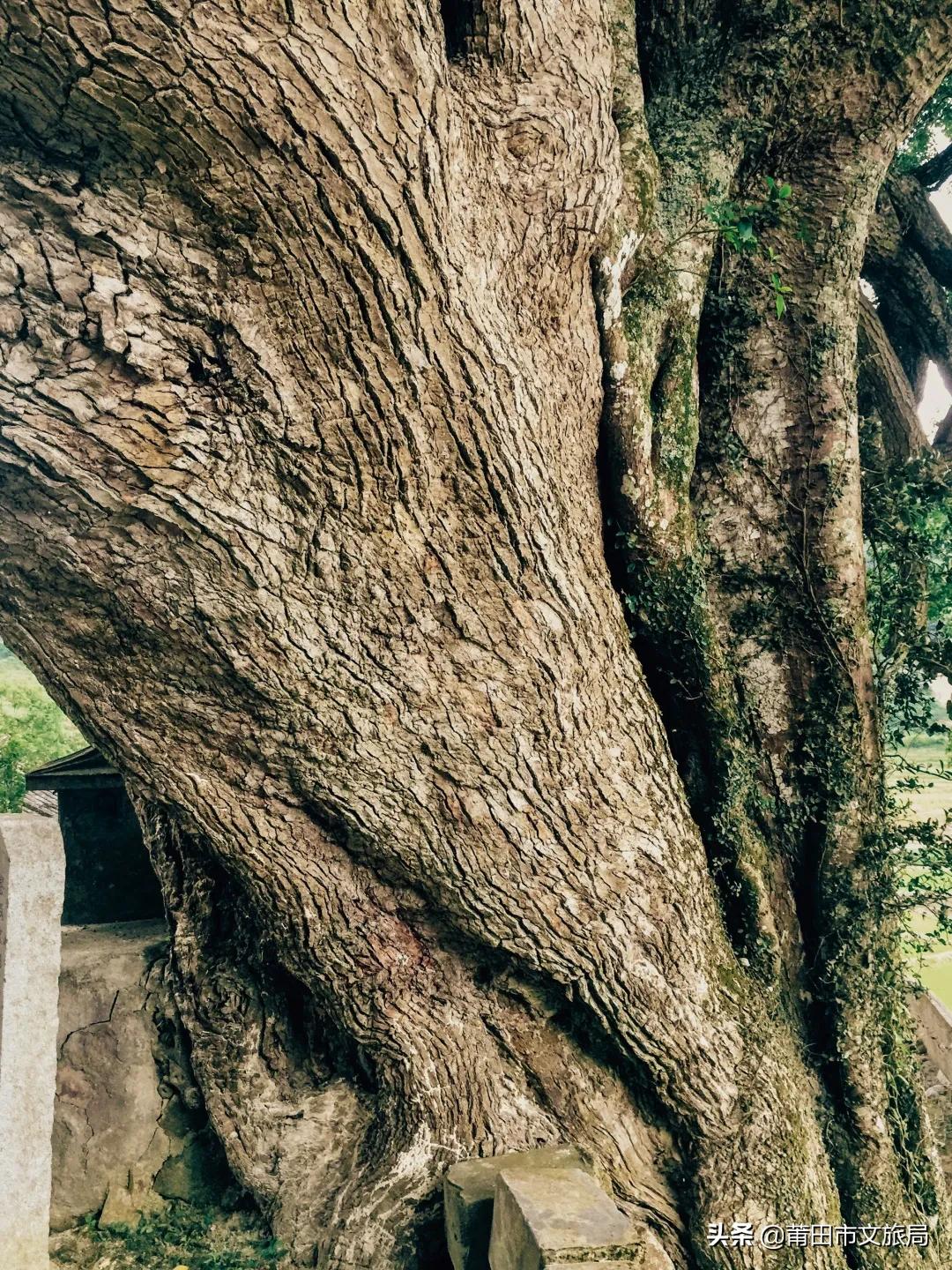 千年古樟树福建仙游,樟树千年古香樟