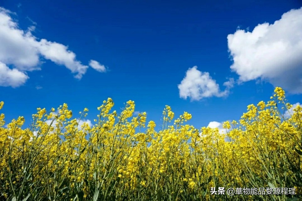 江西婺源油菜花音乐节,婺源油菜花文化节