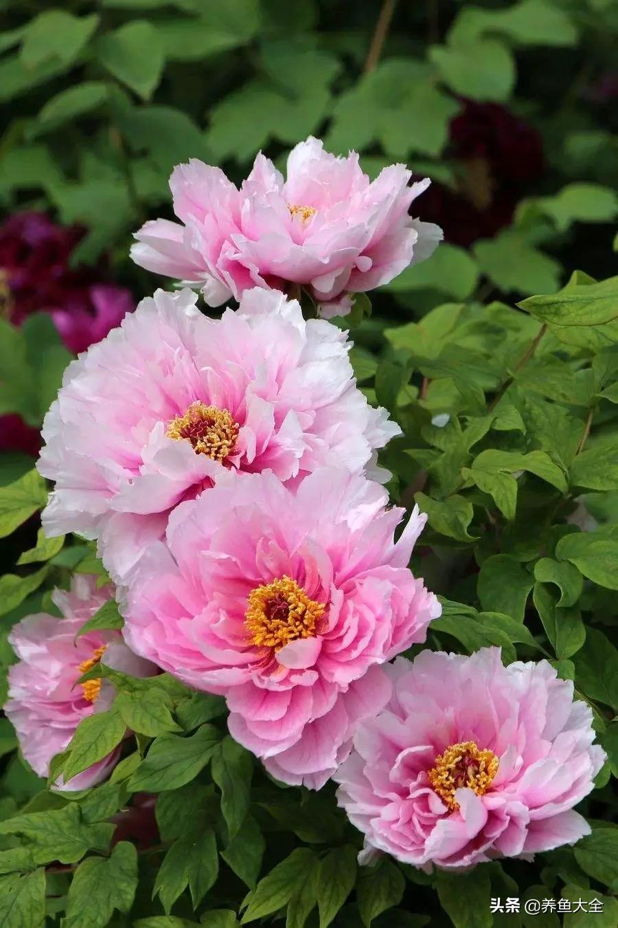 一至十二月的花期,12月到2月份的花期