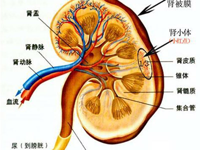 肾炎和肾小球病变的区别,肾盂肾炎和肾炎有什么区别