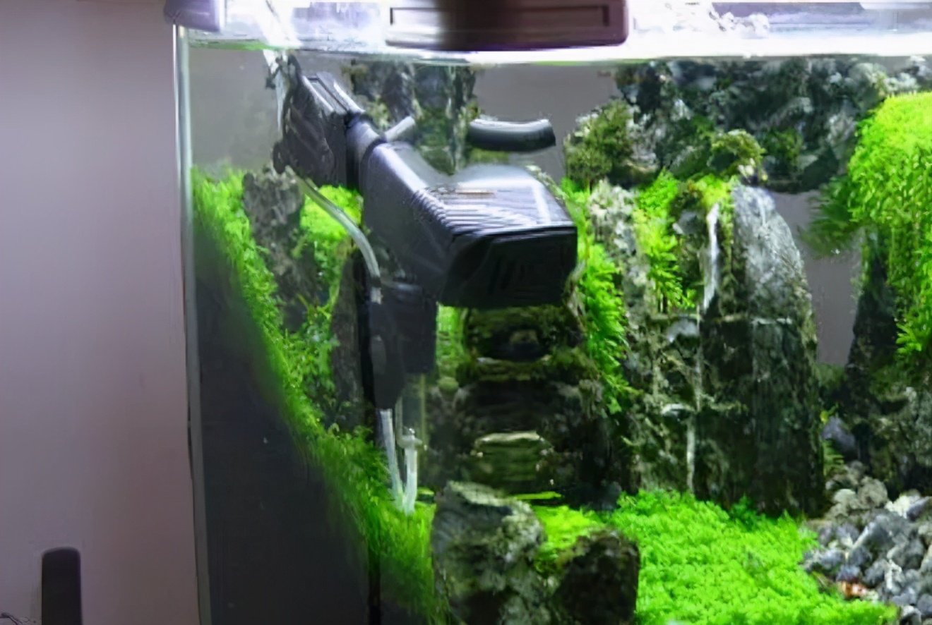 这个小缸太厉害了，佩服作者的养功