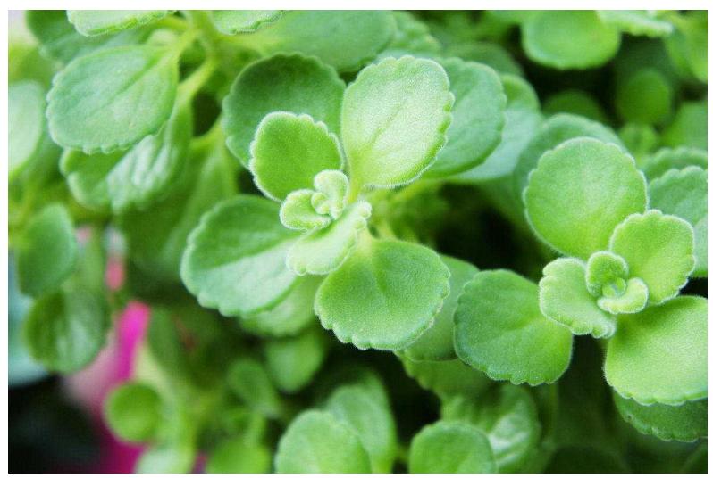 网购的植物好看又好养活的有哪些,网上买什么植物好看好养