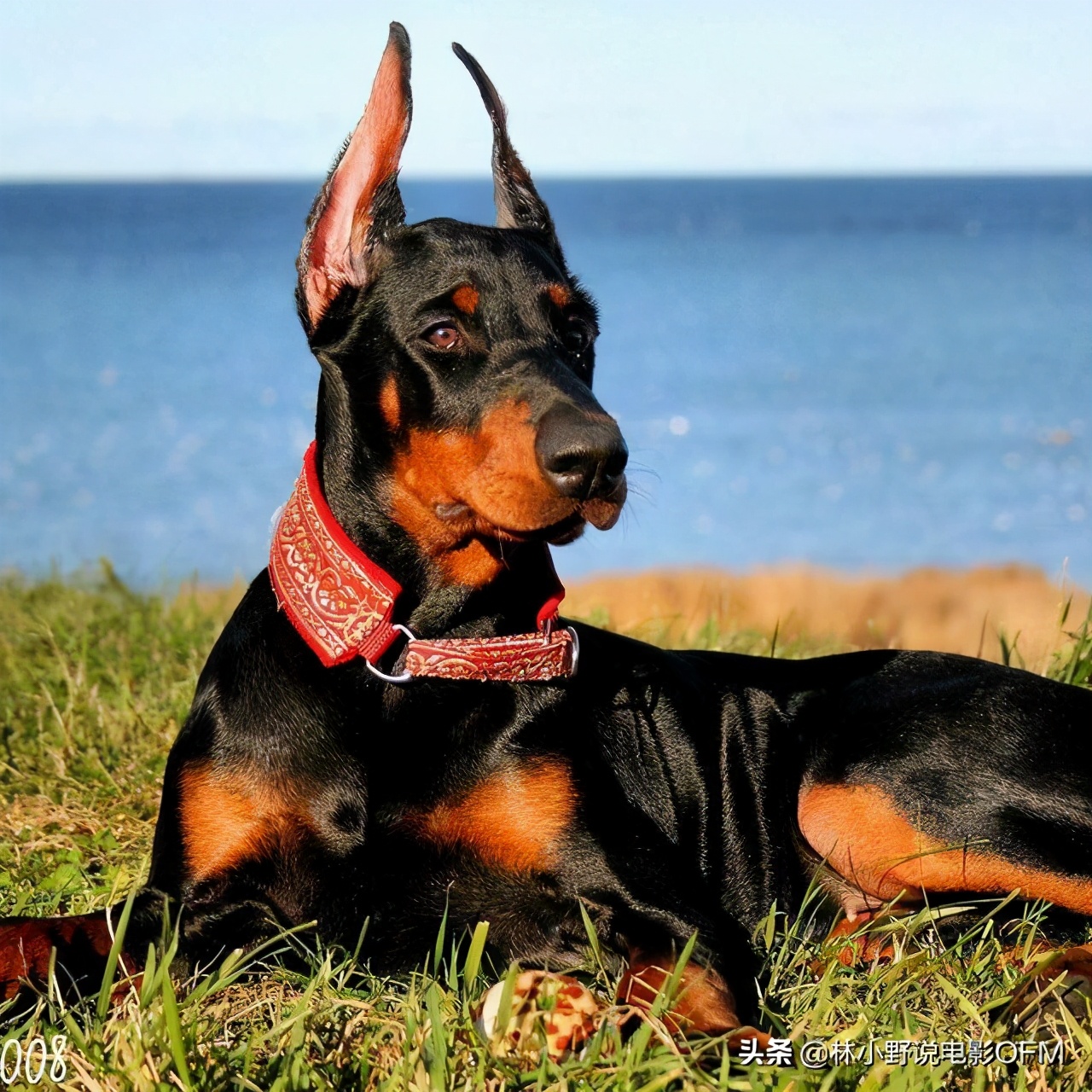 第一滴血是什么题材的电影,第一滴血最后一滴血完整版