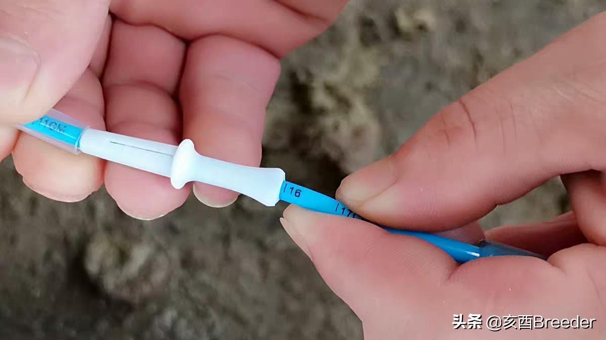 母猪深部输精怎么操作，来看看母猪深部输精具体的操作步骤