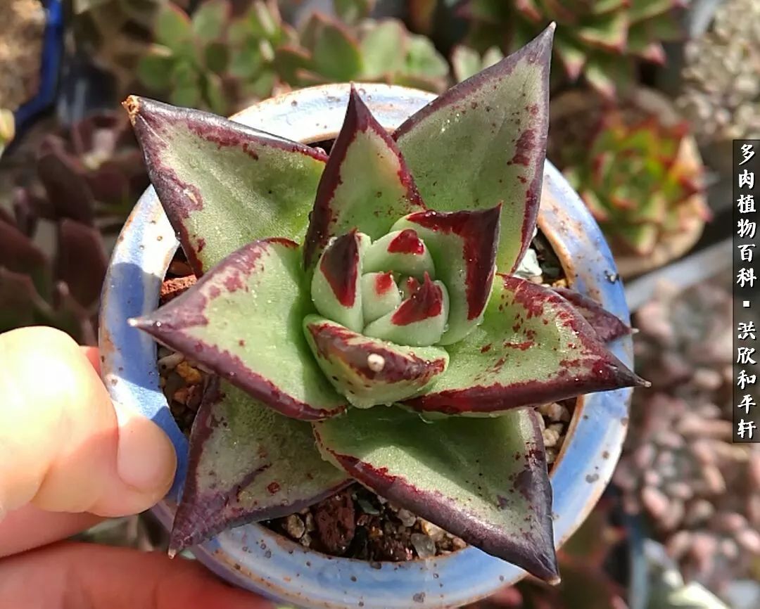 多肉的四季轮回,四季轮回多肉