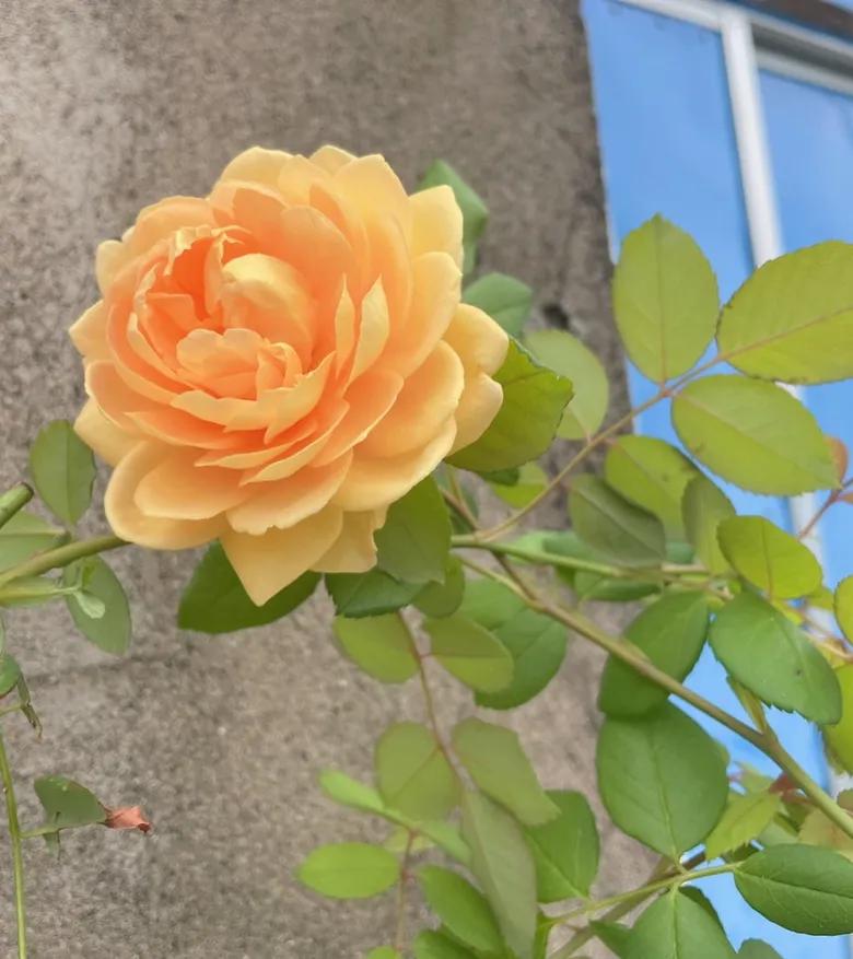 在农村老家卖菜种,在农村里买菜苗