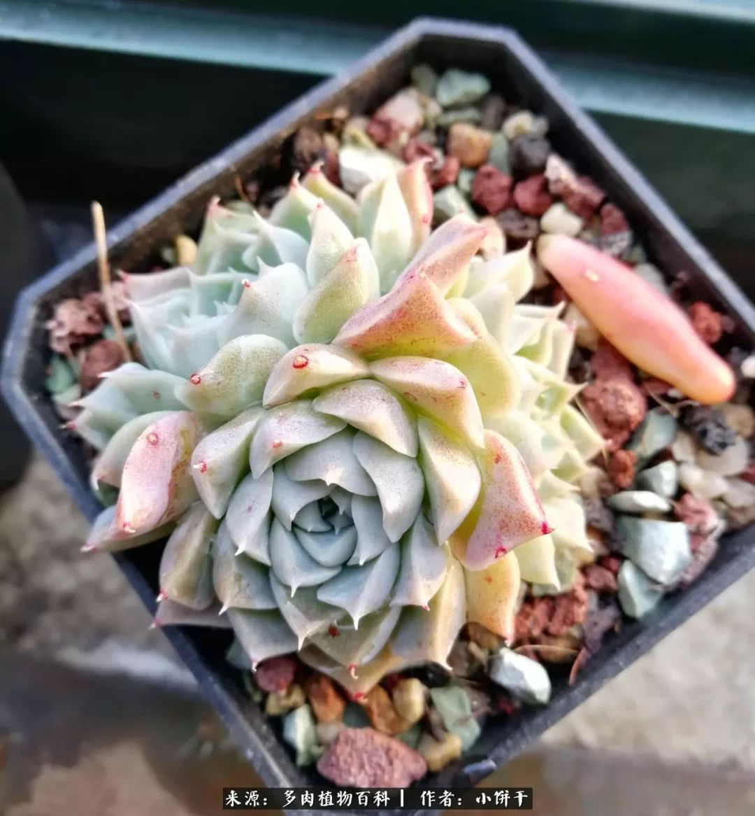 无肉不欢的肉瘾少女，日日沉迷于美色无法自拔！